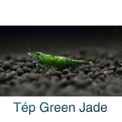 Tép Green Jade- Tép Thuỷ Sinh- Cá Cảnh Thiên Phước
