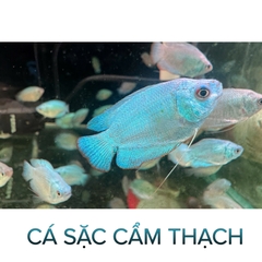 Cá Sặc Cẩm Thạch- Cá Thuỷ Sinh- Cá Cảnh Thiên Phước