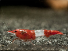 Tép Rili Đỏ- Red Rili Shrimp- Tép Thủy Sinh- Cá Cảnh Thiên Phước