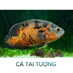 Cá Tai Tượng- Cá Săn Mồi- Cá Cảnh Thiên Phước