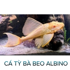 Cá Lau Kính Albino- Cá Dọn Bể- Cá Cảnh Thiên Phước