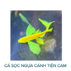 Cá Sọc Ngựa Thường, Cánh Tiên- Cá Thủy Sinh- Cá Cảnh Thiên Phước
