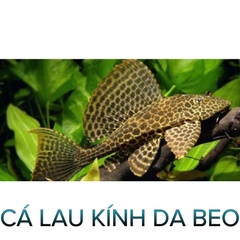 Cá Lau Kính Da Beo- Cá Dọn Bể- Cá Thủy Sinh- Cá Cảnh Thiên Phước