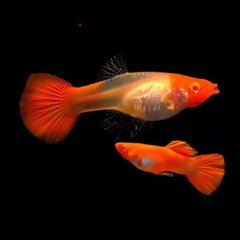 Cá 7 Màu Koi Red- Cá Thủy Sinh- Cá Cảnh Thiên Phước