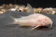 Cá Chuột Trắng Albino- Cá Dọn Bể - Cá Thủy Sinh- Cá Cảnh Thiên Phước
