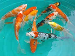 Cá Chép Koi Size 20-25- Cá Cảnh Thiên Phước