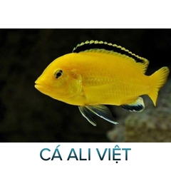 Cá AlI Việt - Cá Săn Mồi- Cá Cảnh Thiên Phước