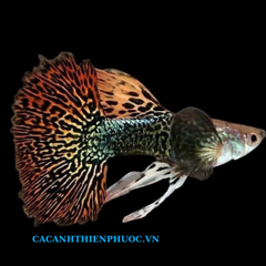 Cá 7 Màu Rồng Đỏ- Cá Thủy Sinh- Cá Cảnh Thiên Phước