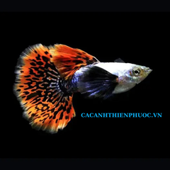 Cá 7 Màu Rồng Đỏ- Cá Thủy Sinh- Cá Cảnh Thiên Phước