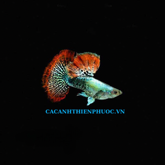 Cá 7 Màu Rồng Đỏ- Cá Thủy Sinh- Cá Cảnh Thiên Phước