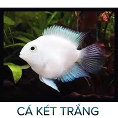 Cá Két Panda, Két Trắng- Cá Thủy Sinh- Cá Cảnh Thiên Phước