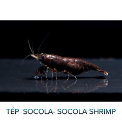 Tép Socola-Socola Shrimp- Tép Thủy Sinh- Cá Cảnh Thiên Phước