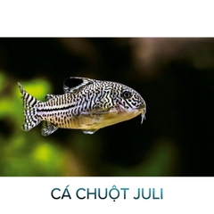 Cá Chuột Trân Châu- Cá Chuột Juli- Cá Dọn Bể- Cá Thủy Sinh- Cá Cảnh Thiên Phước