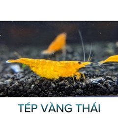 Tép Vàng Thái-Yellow Shrimp- Tép Thủy Sinh- Cá Cảnh Thiên Phước