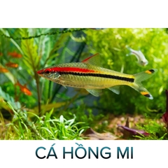 Cá Hồng Mi Thường, Cá Hồng Mi Vàng- Cá Thủy Sinh - Cá Cảnh Thiên Phước