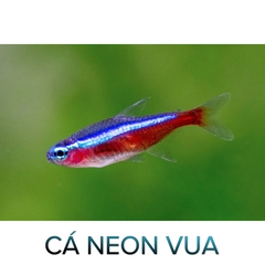 Cá Neon Vua- Cá Thủy Sinh- Cá Cảnh Thiên Phước