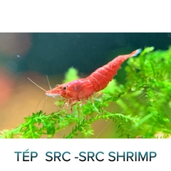 Tép Src -Supper Red Cherry- Tép Thủy Sinh- Cá Cảnh Thiên Phước