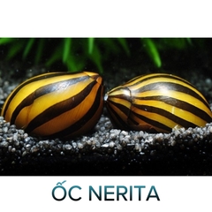 Ốc Nerita- Ốc Dọn Bể-Cá Cảnh Thiên Phước