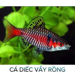 Cá Diếc Vẩy Rồng - Cá Thủy Sinh- Cá Cảnh Thiên Phước