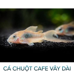 Cá Chuột Cafe Vây Dài- Cá Tầng Đáy- Cá Cảnh Thiên Phước