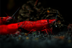 Tép Fire Red- Fire Red Shrimp- Tép Thủy Sinh- Cá Cảnh Thiên Phước