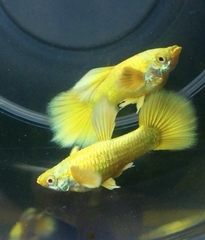 Cá 7 Màu Full Gold - Cá Thủy Sinh- Cá Cảnh Thiên Phước