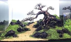 Đá Đen Gia Lai- Cá Cảnh Thiên Phước