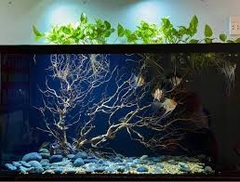 Lũa Nhọ Nồi- Lũa Setup Hồ Thủy Sinh- Cá Cảnh Thiên Phước