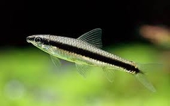 Cá Bút Chì Thái- Cá Thủy Sinh- Cá Cảnh Thiên Phước