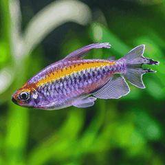 Cá Congo Tetra- Cá Thủy Sinh- Cá Cảnh Thiên Phước