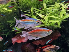 Cá Congo Tetra- Cá Thủy Sinh- Cá Cảnh Thiên Phước