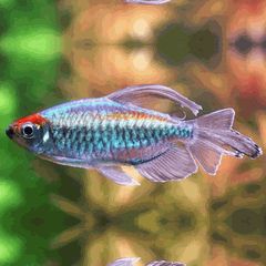 Cá Congo Tetra- Cá Thủy Sinh- Cá Cảnh Thiên Phước