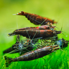 Tép Socola-Socola Shrimp- Tép Thủy Sinh- Cá Cảnh Thiên Phước