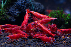 Tép Fire Red- Fire Red Shrimp- Tép Thủy Sinh- Cá Cảnh Thiên Phước