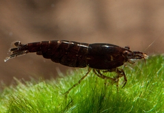 Tép Socola-Socola Shrimp- Tép Thủy Sinh- Cá Cảnh Thiên Phước