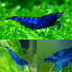 Tép Blue Dream-Blue Dream Shrimp- Tép Thủy Sinh- Cá Cảnh Thiên Phước