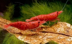 Tép Src -Supper Red Cherry- Tép Thủy Sinh- Cá Cảnh Thiên Phước