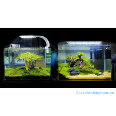 Hồ Kính Đúc Mini Thủy Sinh- Hồ Kính-Cá Cảnh Thiên Phước