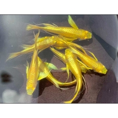 Cá 7 Màu Full Gold - Cá Thủy Sinh- Cá Cảnh Thiên Phước