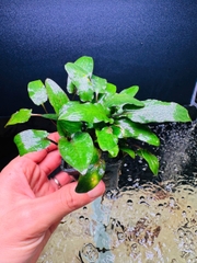 Cây Tiêu Thảo Beckettii- Cây Thủy Sinh- Cá Cảnh Thiên Phước