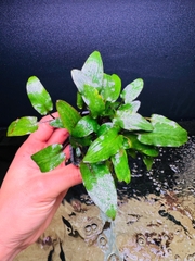 Cây Tiêu Thảo Beckettii- Cây Thủy Sinh- Cá Cảnh Thiên Phước