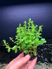 Cây Cắt Cắm Vẩy Ốc Xanh Giá Thể - Cây Thủy Sinh- Cá Cảnh Thiên Phước