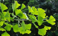 Viên uống bổ não Ginkgo + B Vitamine E, Cholin Đức - 40v