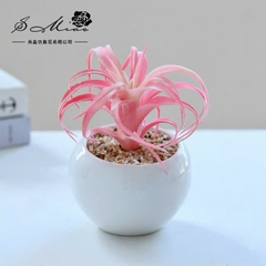 Sen Đá Chậu Sứ Decor Trang Trí 16523