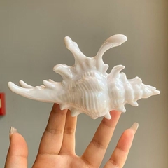 Kẹp Tóc Nhựa Hình Vỏ Ốc Biển Trắng 15543