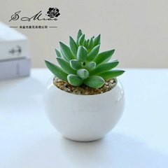 Sen Đá Chậu Sứ Decor Trang Trí 16523