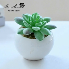 Sen Đá Chậu Sứ Decor Trang Trí 16523