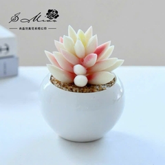 Sen Đá Chậu Sứ Decor Trang Trí 16523