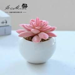 Sen Đá Chậu Sứ Decor Trang Trí 16523