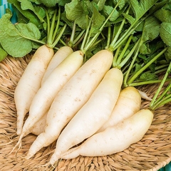 Củ Cải Trắng